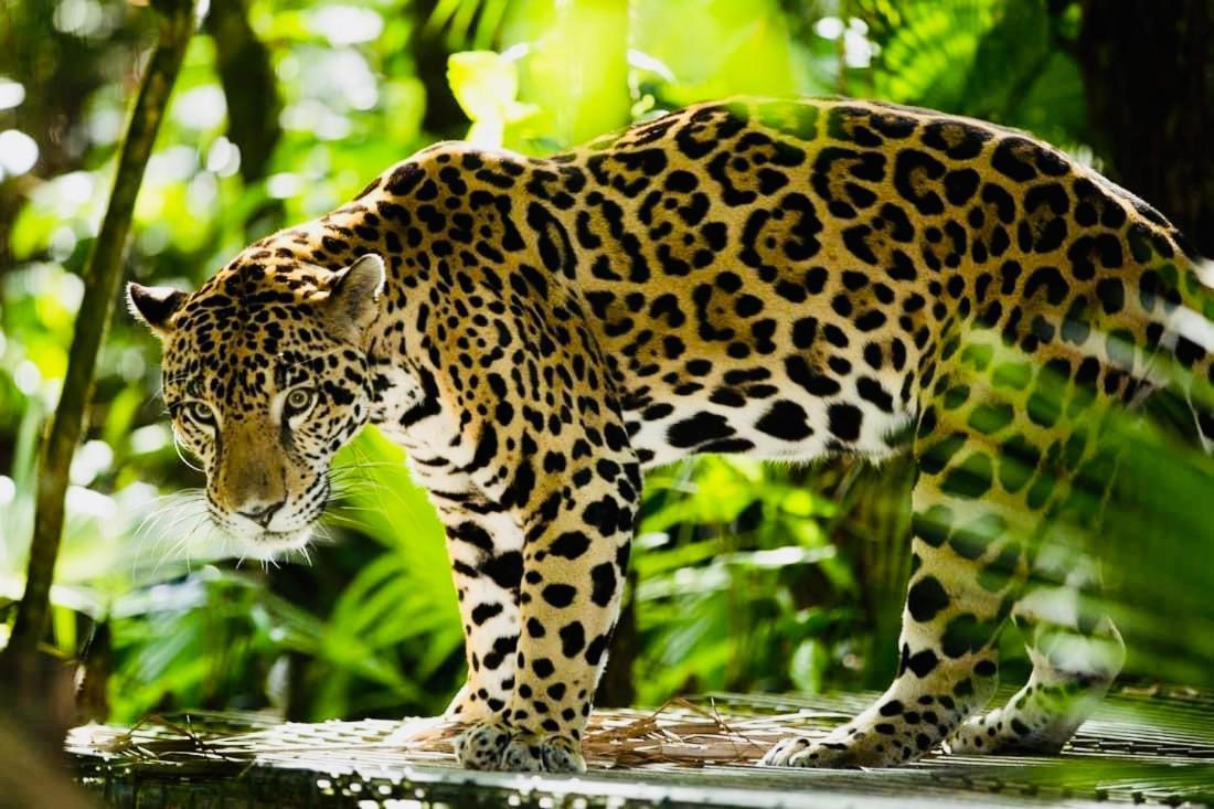 Mariposa Jungle Lodge San Ignacio Eksteriør bilde
